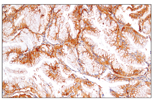 IHC-P (paraffin)